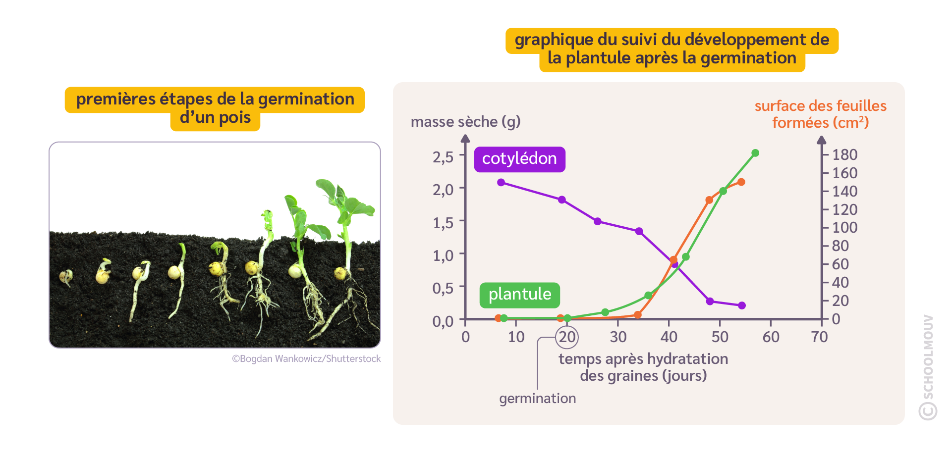 Les étapes clés de la germination