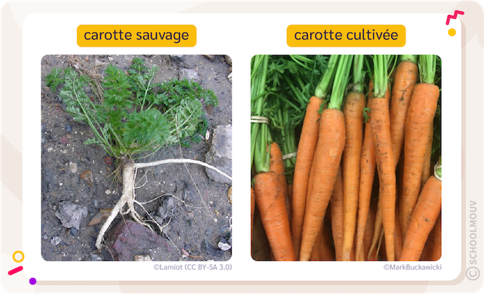 carotte sauvage et carotte cultivée