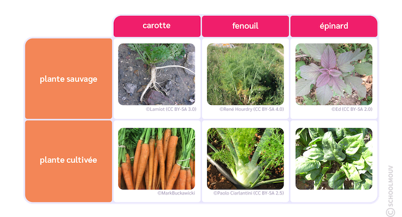 différences entre des plantes cultivée et sauvages