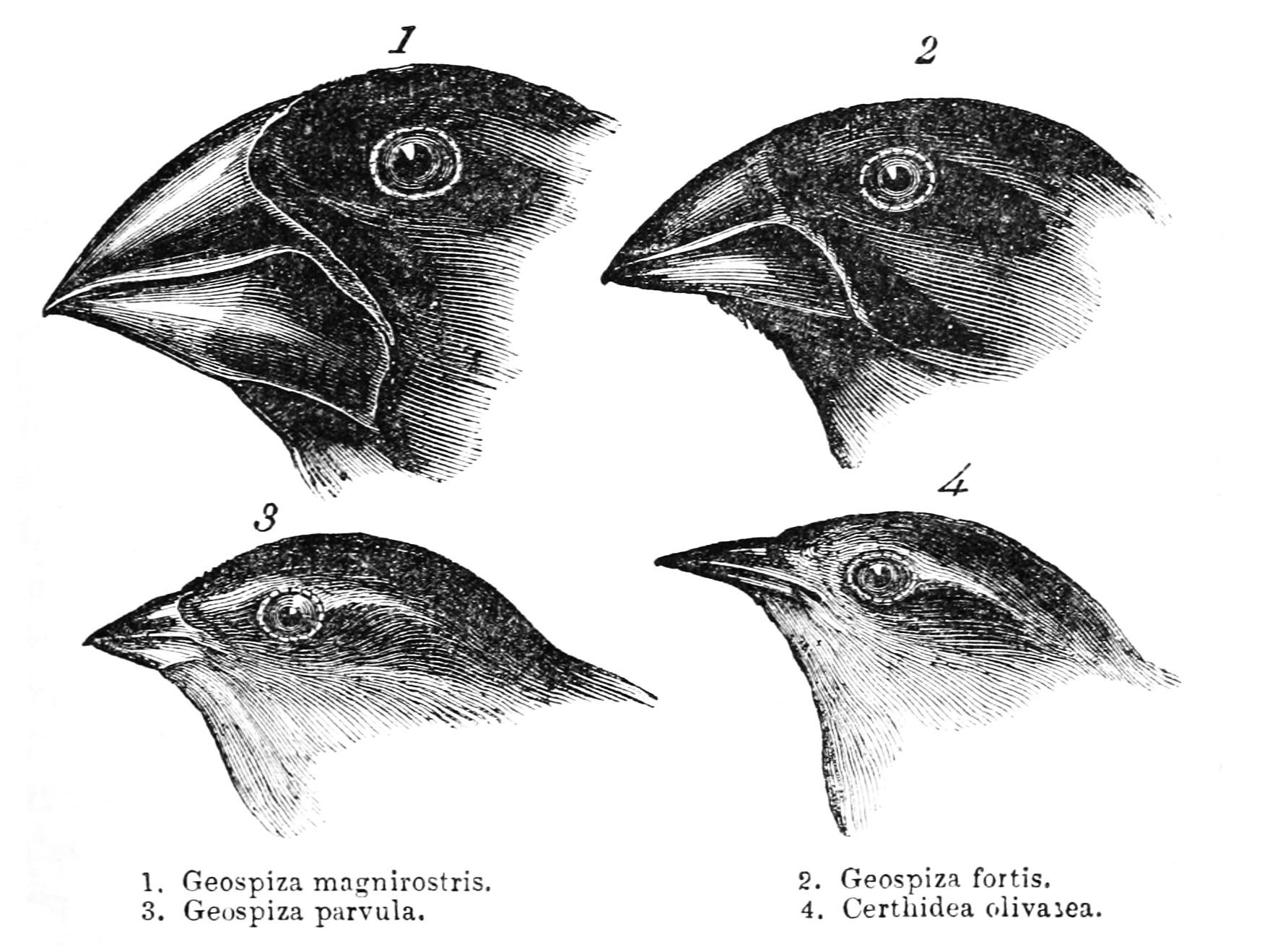 Ces différentes populations de pinsons ont subi une sélection des formes de leur bec provoquée par le type de nourriture présent sur l’île où chacun de ces pinsons vit.