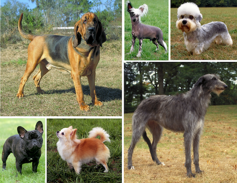 Les races de chiens sont un exemple de sélection artificielle.