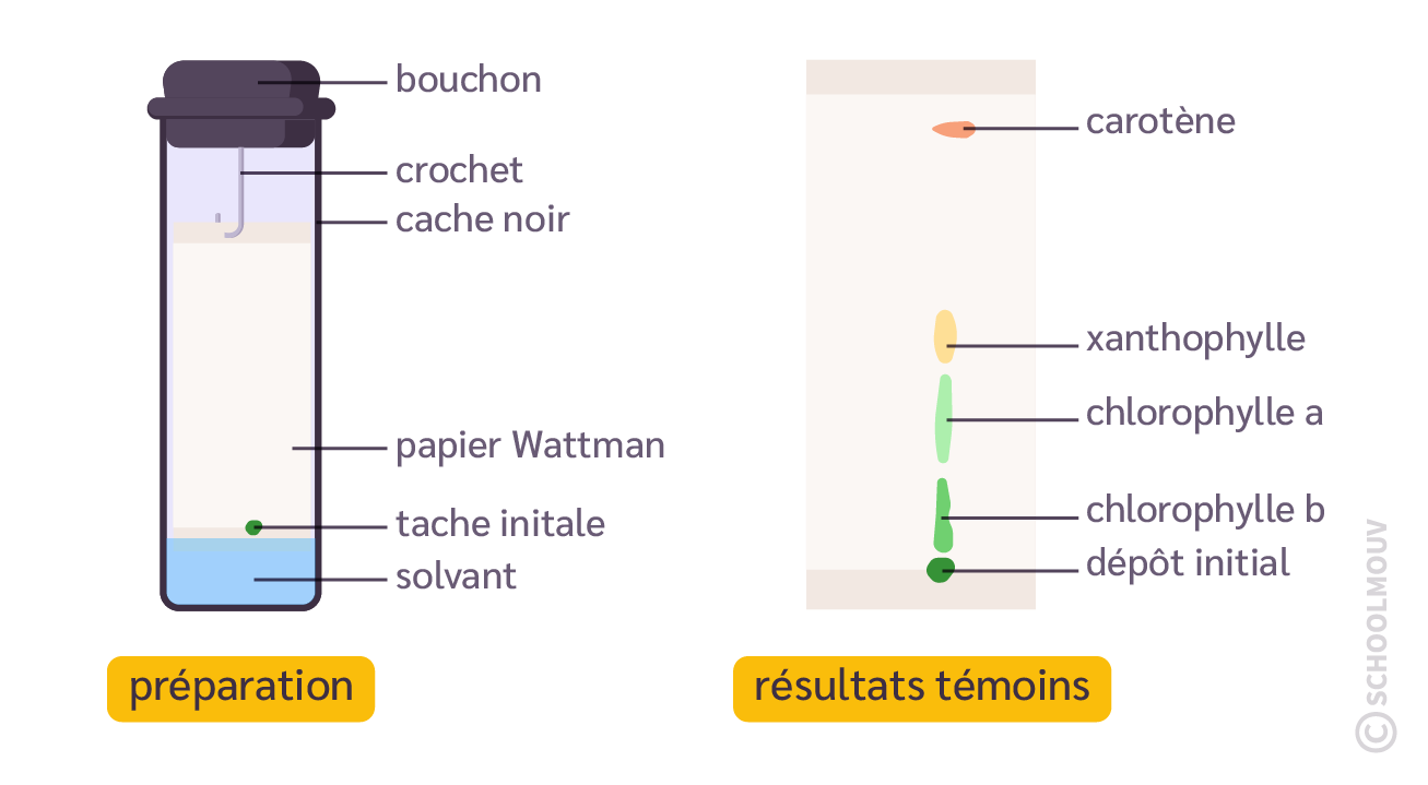 chromatographie sur couche mince