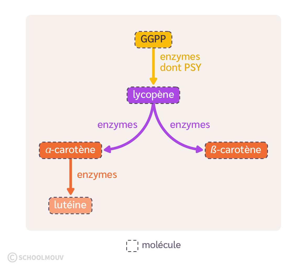 Voie simplifiée de biosynthèse des caroténoïdes