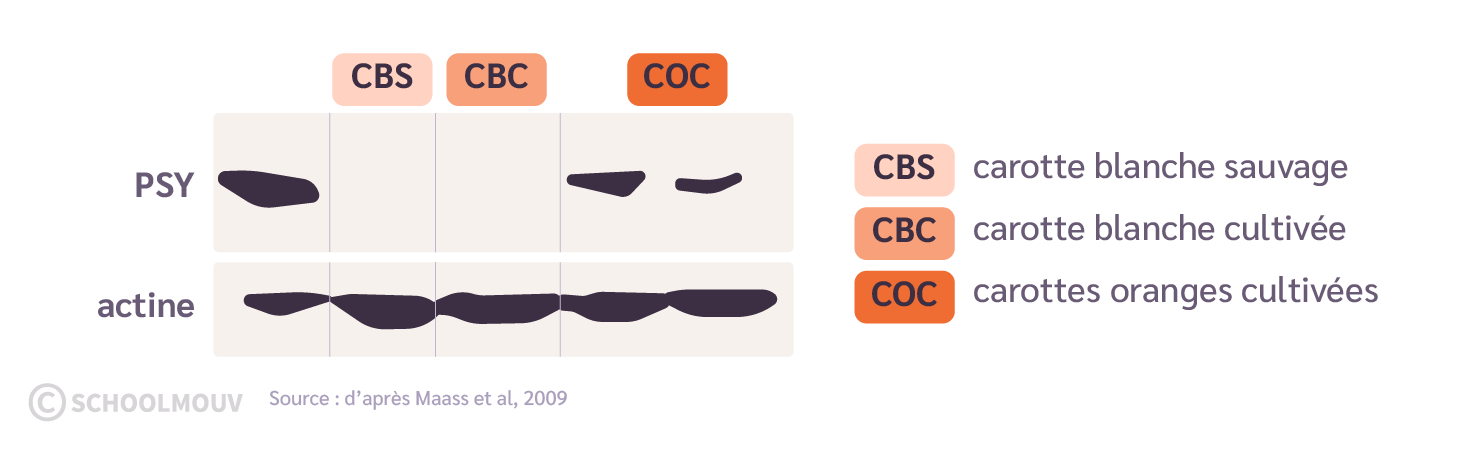Présence de l’enzyme PSY chez différentes carottes