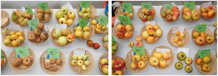 Les variétés de pommes sont nombreuses