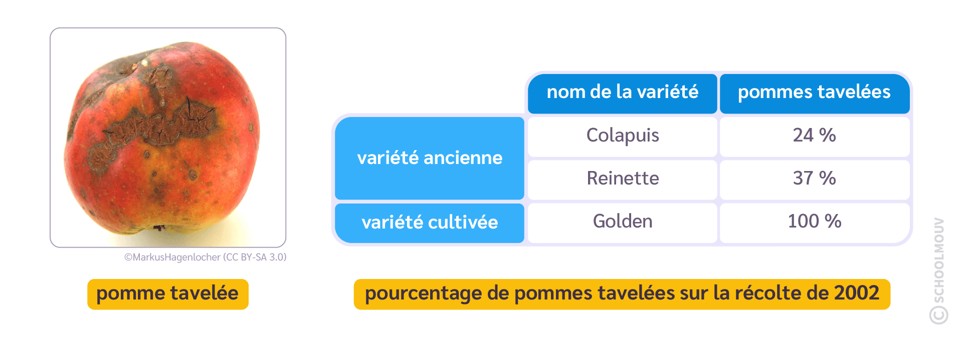 Les études montrent que la tavelure attaque beaucoup plus certaines variétés cultivées en comparaison avec les variétés anciennes ou sauvages.