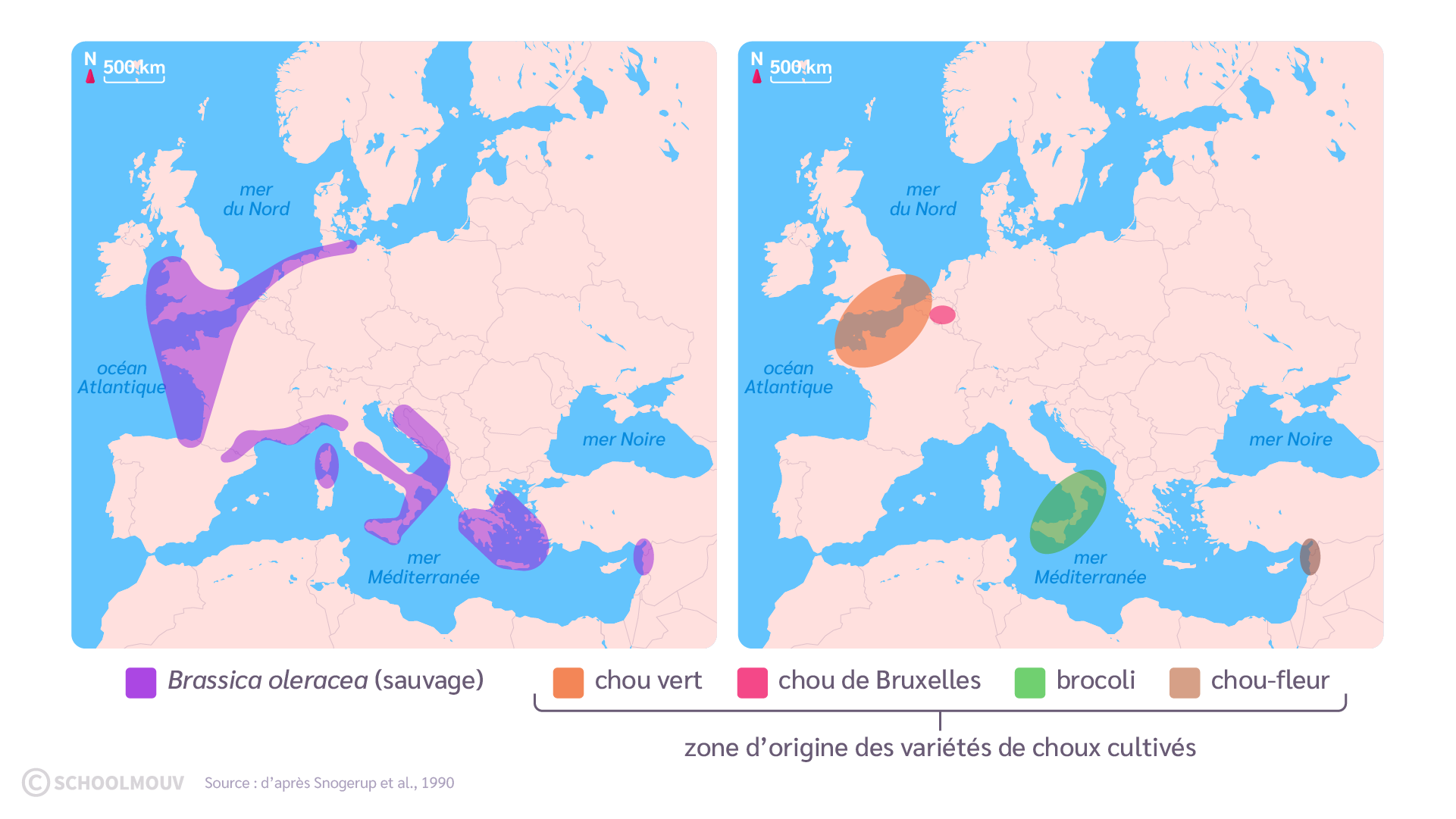 Répartition de la variété sauvage du chou et de plusieurs variétés cultivées