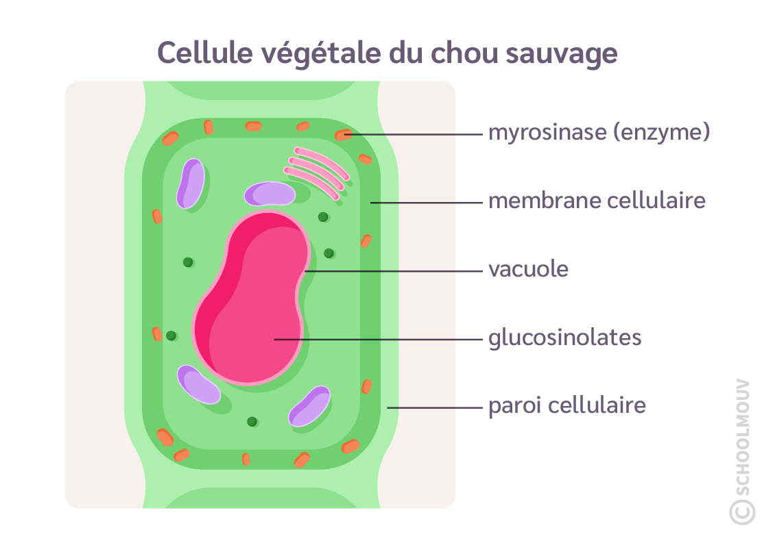 cellule végétale du chou sauvage