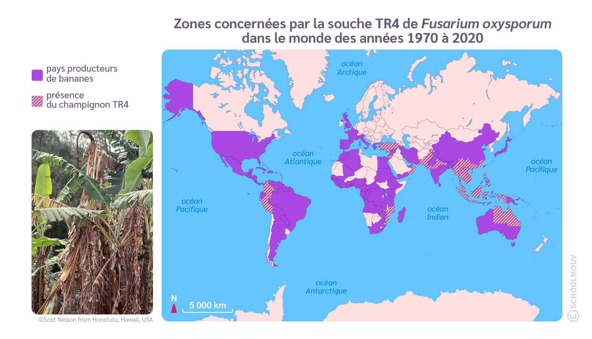 Zones concernées par la souche TR4 de Fusarium oxysporum dans le monde des années 1970 à 2020