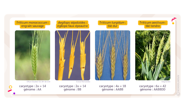 différentes variétés de blé