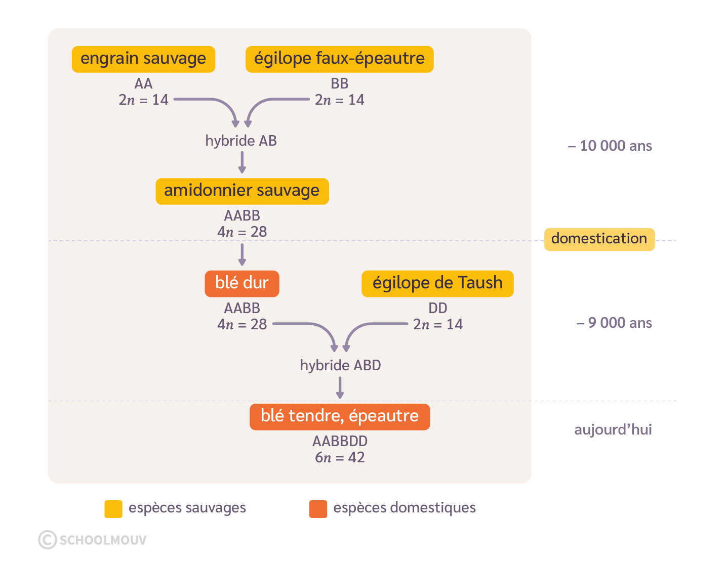 hybridation de céréales