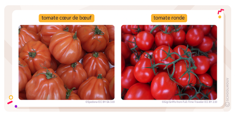 tomate cœur de bœuf et tomate ronde