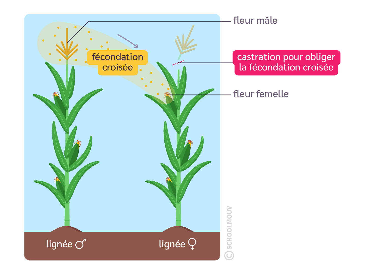 fécondation croisée sur du maïs