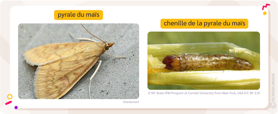 papillon et larve de la pyrale du maïs