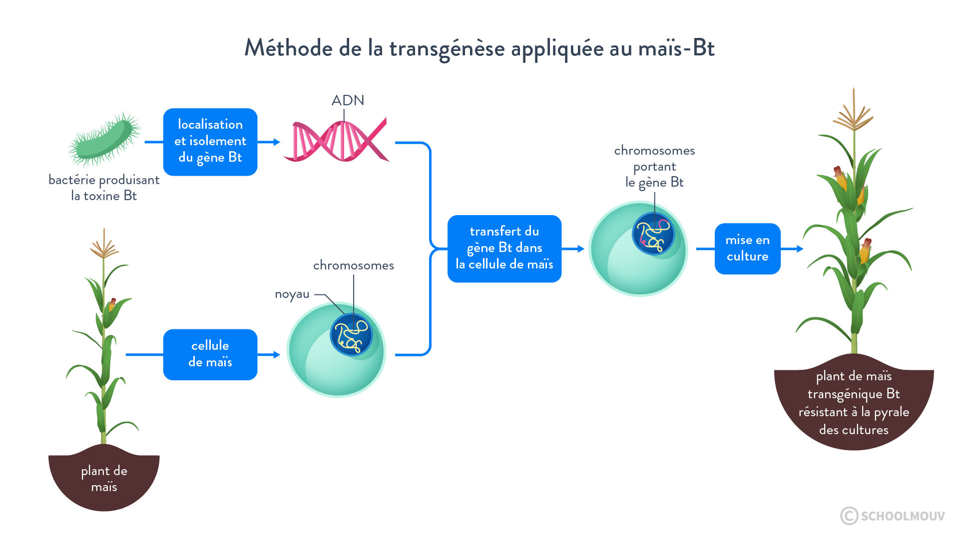 méthode de transgenèse appliquée au maïs Bt