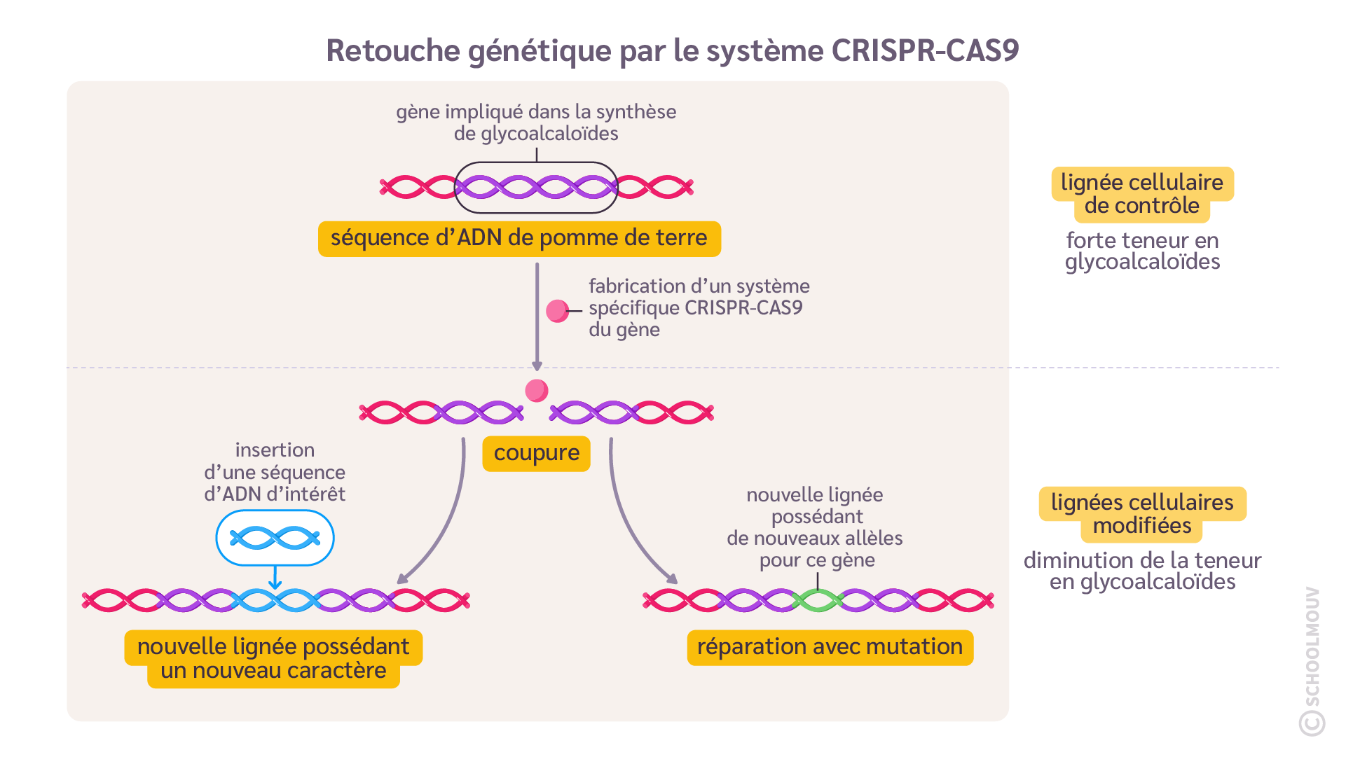 retouche génétique par le système CRISPR-CAS9