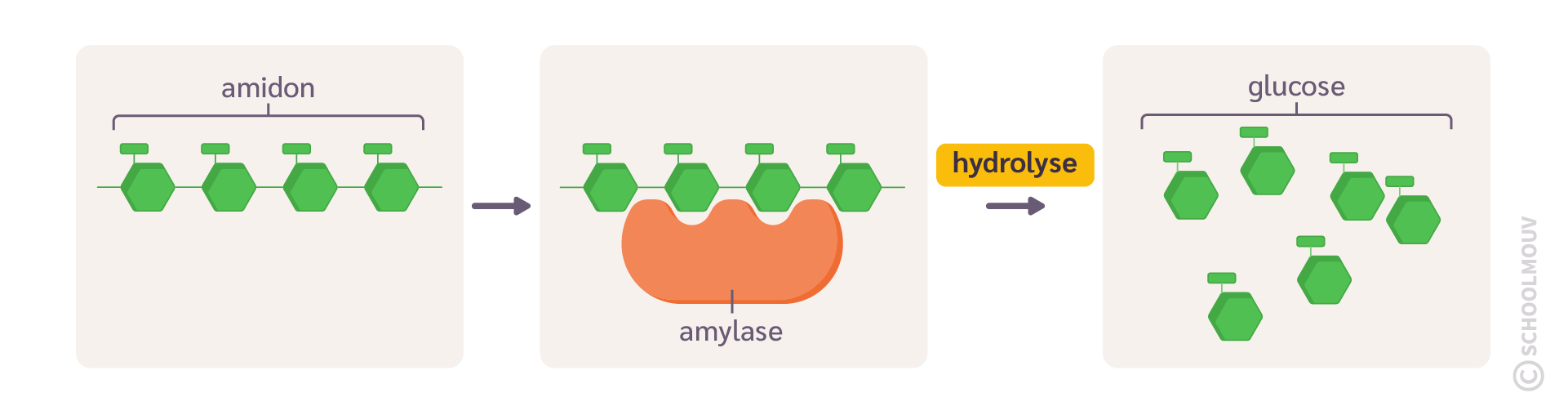 L’amidon est un polymère de glucose.