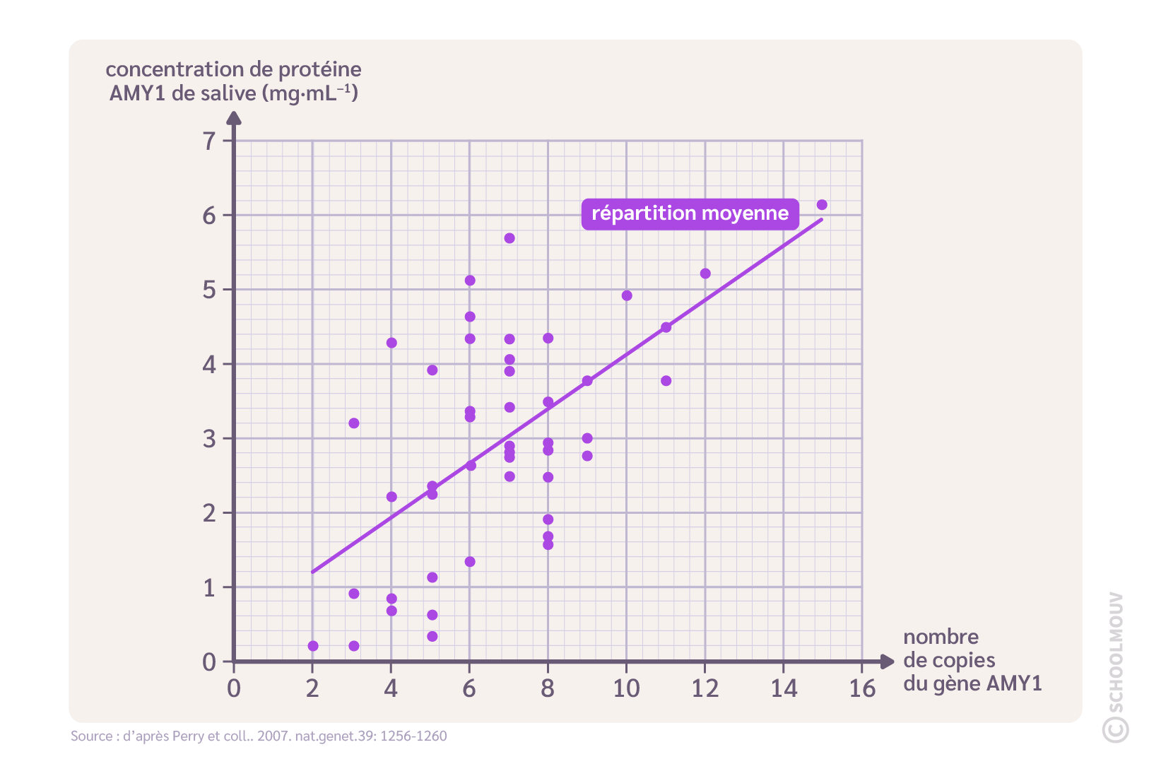 Relation entre le nombre de copies du gènes AMY1 et la quantité d’amylase