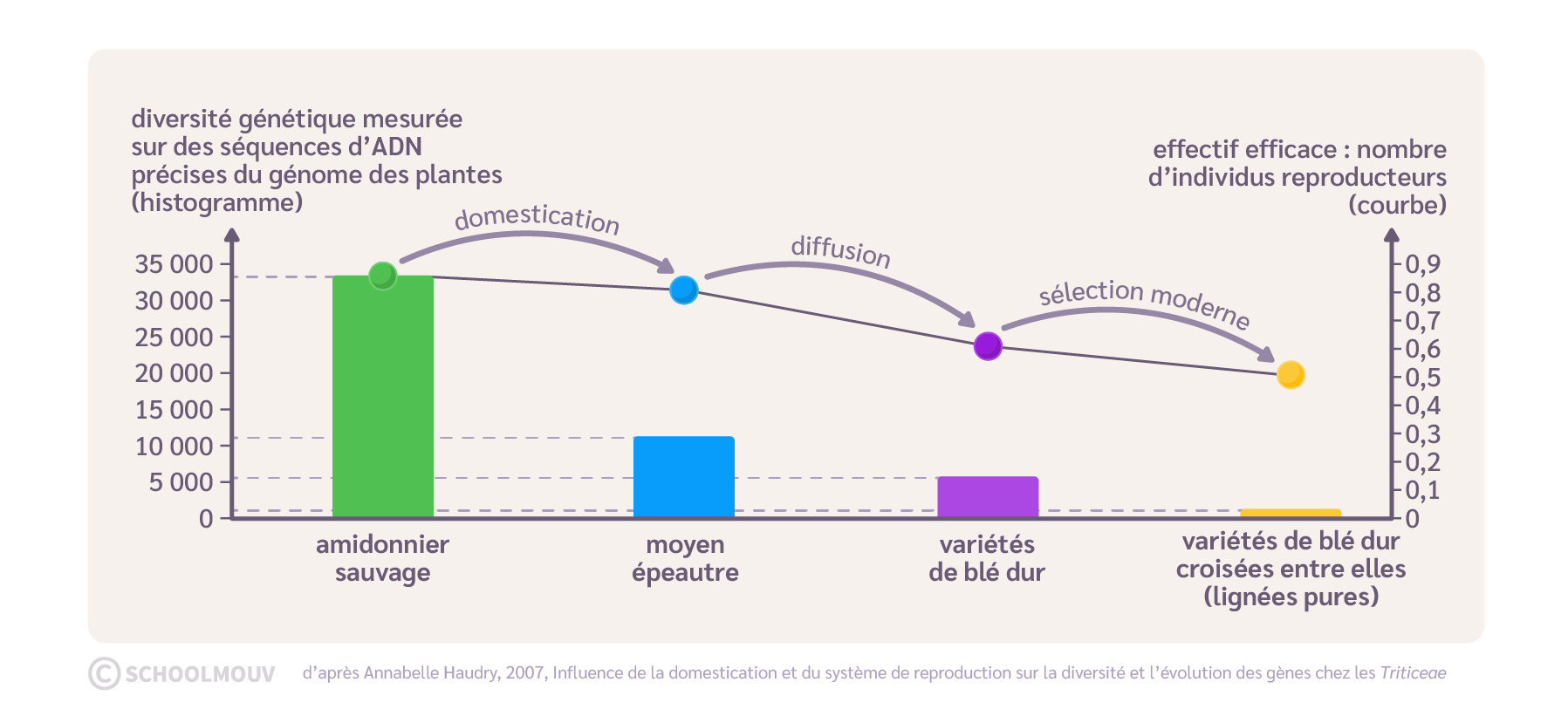 Évolution de la diversité allélique chez le blé au cours de sa domestication