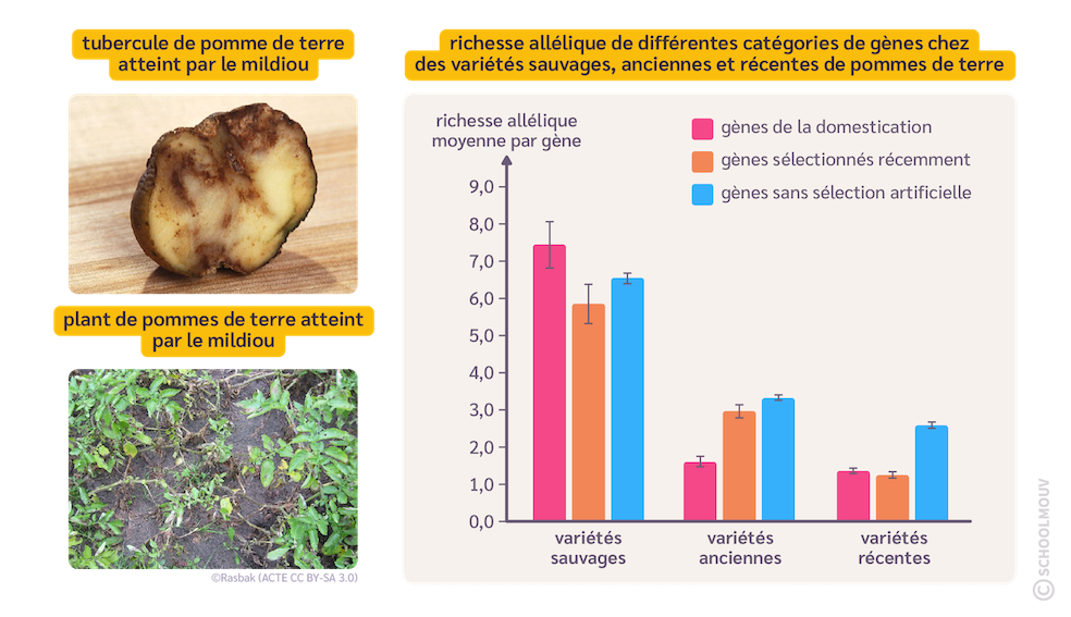 Pomme de terre et résistance au mildiou
