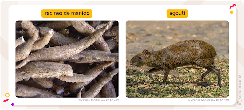 La racine de manioc et l’agouti