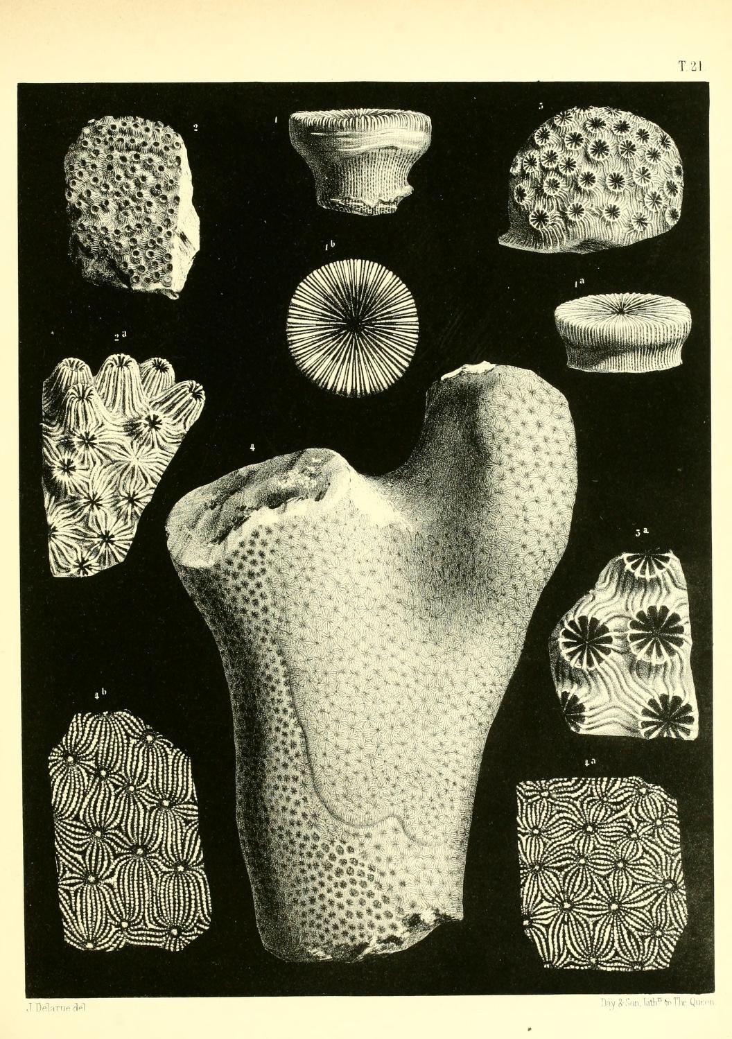 Corail de l’espèce Eupsammia trochiformis