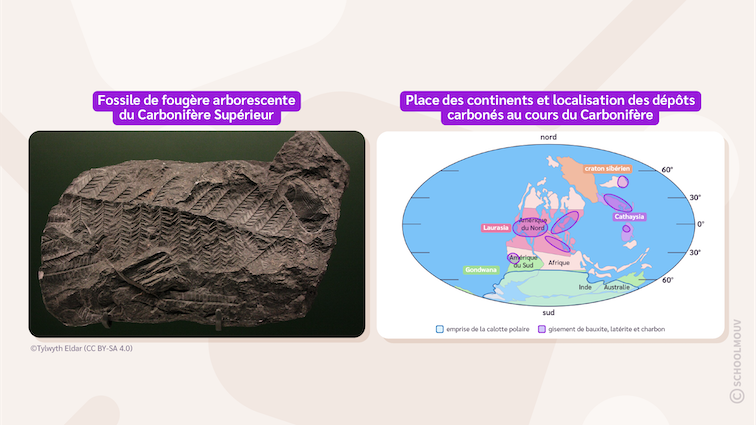 Fossile de fougère du carbonifère supérieur et localisation des faciès typiques du carbonifère