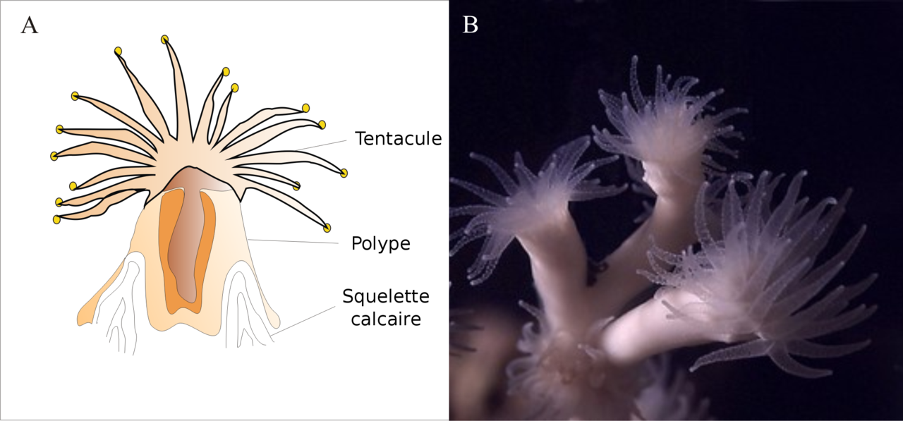Description d’un corail (ici Lophelia pertusa)