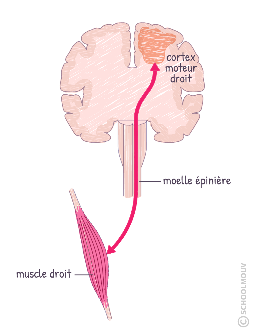 transmission message nerveux svt terminale
