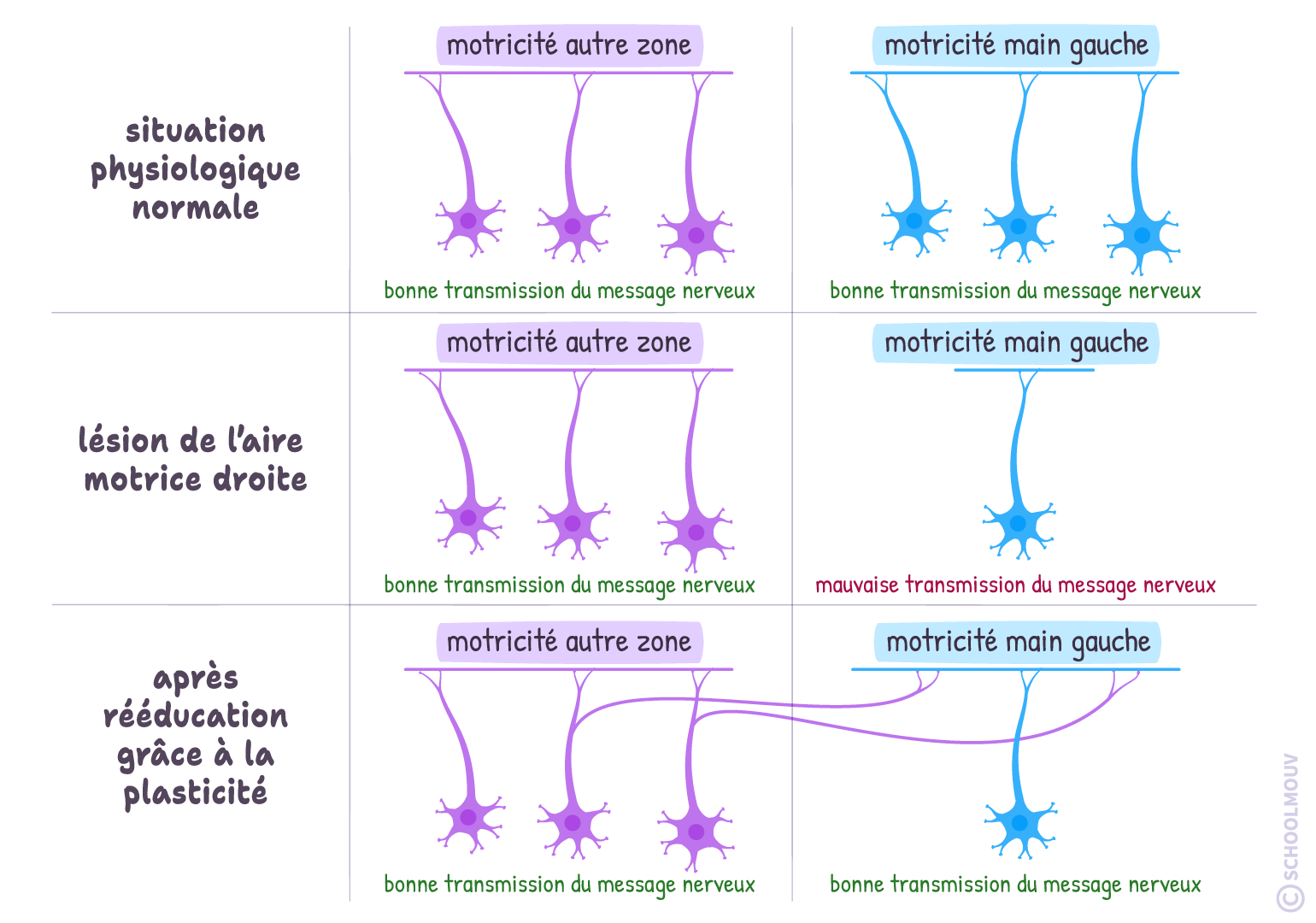 plasticité cérébrale svt terminale